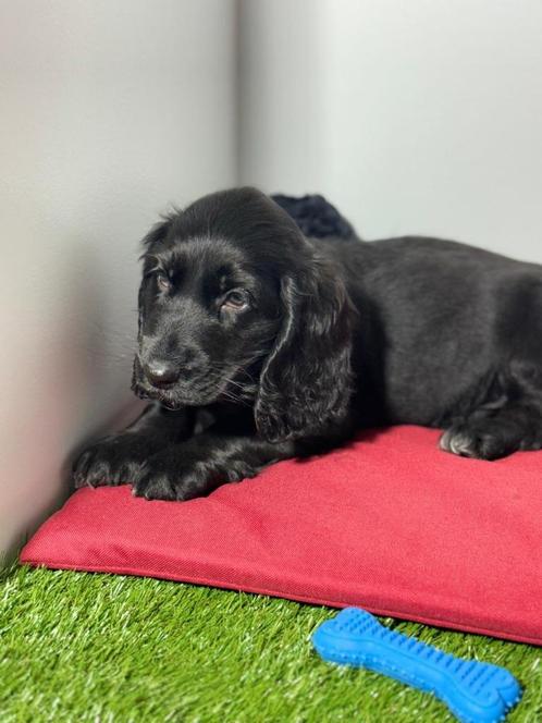 Engelse cocker reutje, Dieren en Toebehoren, Honden | Retrievers, Spaniëls en Waterhonden, Reu, Spaniël, Fokker | Professioneel