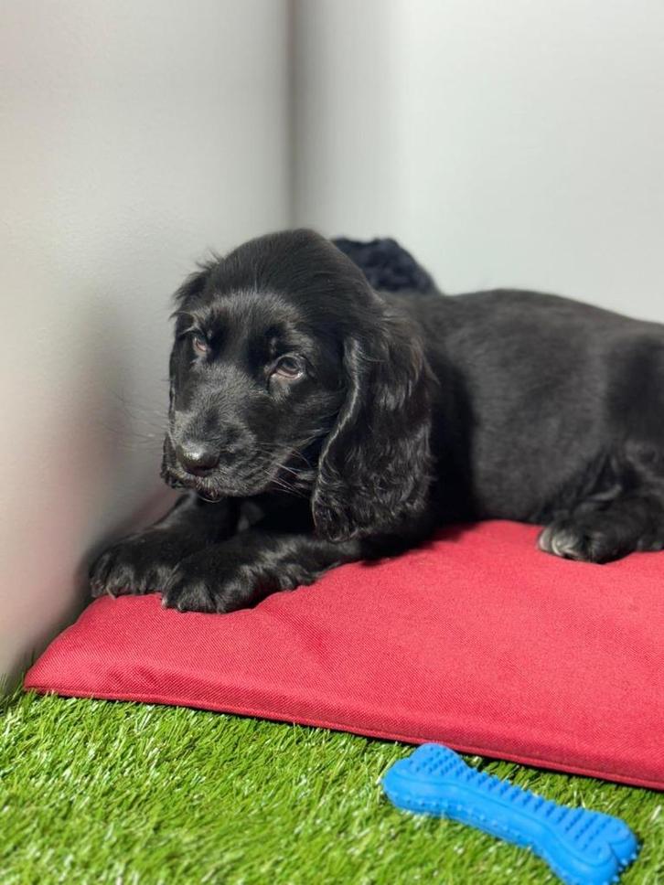 Engelse cocker reutje, Dieren en Toebehoren, Honden | Retrievers, Spaniëls en Waterhonden, Reu, Spaniël, Fokker | Professioneel