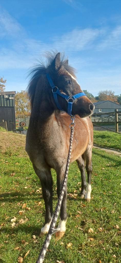 Groot Welsh A hengstveulen, Dieren en Toebehoren, Paarden, Hengst, 0 tot 2 jaar, Met stamboom, Gechipt, Ontwormd, Ingeënt