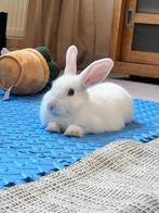 konijn 3 maanden GRATIS, Dieren en Toebehoren, Konijnen, Vrouwelijk, Klein, 0 tot 2 jaar