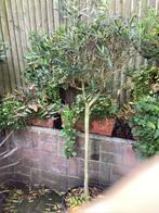 Olijfboom, Tuin en Terras, Planten | Bomen, Ophalen, Olijfboom, 100 tot 250 cm