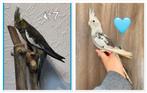 2 jeunes mâles calopsittes EAM apprivoisés, Animaux & Accessoires, Oiseaux | Perruches & Perroquets, Domestique