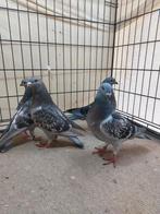 Belgische tentoonstellingsreisduif, Dieren en Toebehoren