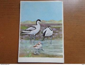 Postkaart Knokke Zoute, Het Zwin - Kluten beschikbaar voor biedingen