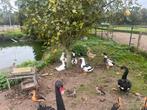 Boere eenden, Dieren en Toebehoren, Mannelijk, Eend