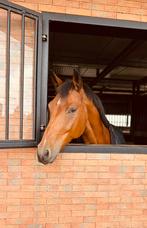 8-jarig fijn talentvol springpaard, Dieren en Toebehoren, Ophalen of Verzenden, Zo goed als nieuw