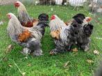 Brahma kriel hanen, Dieren en Toebehoren, Pluimvee, Mannelijk, Kip