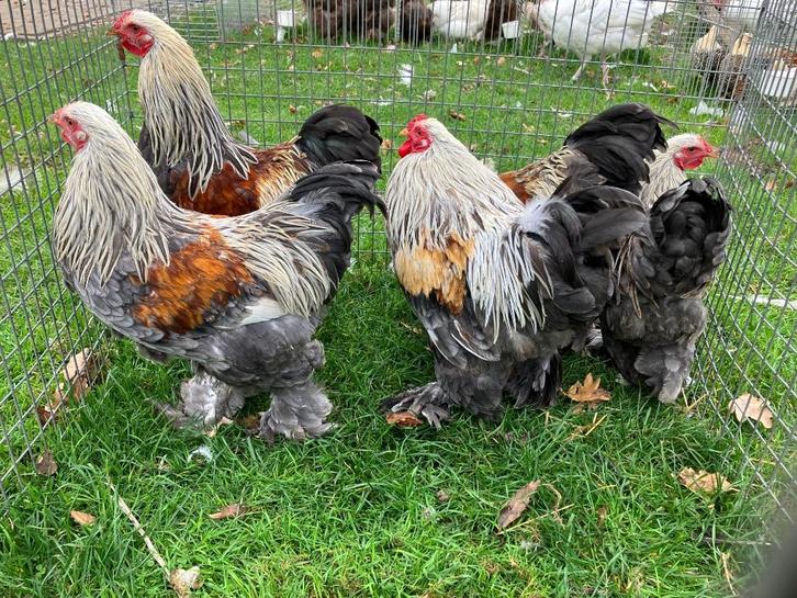 Brahma kriel hanen, Dieren en Toebehoren, Pluimvee, Kip, Mannelijk