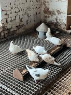 10 duiven 300 euro goedkoop laste prijs, Dieren en Toebehoren, Vogels | Duiven
