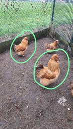 2 prachtige zijdehoenhaantjes, Animaux & Accessoires, Volatiles, Mâle, Poule ou poulet