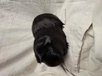 Mooi zwart Engels gekruind cavia zeugje, Dieren en Toebehoren, Cavia, April, Vrouwelijk, Tam