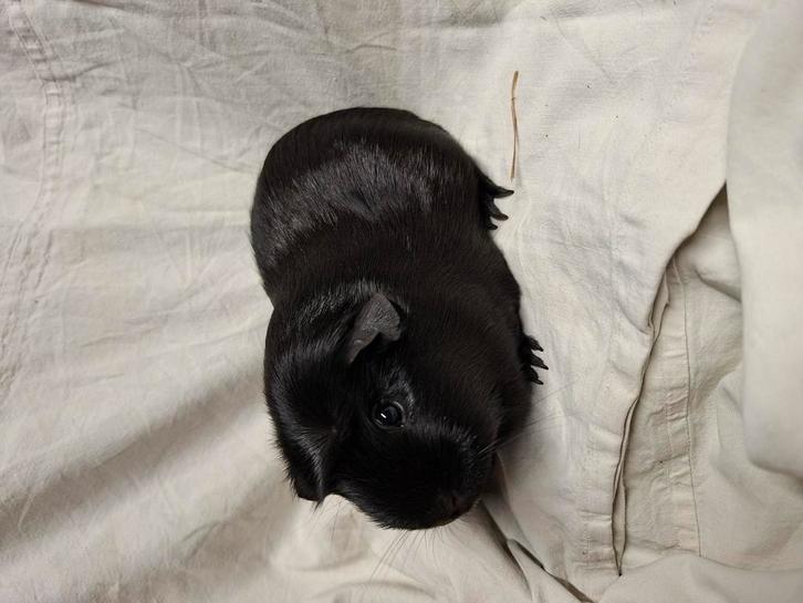 Mooi zwart Engels gekruind cavia zeugje, Dieren en Toebehoren, Knaagdieren, Vrouwelijk, Cavia, April, Tam