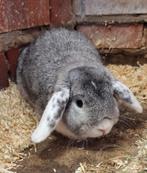 Nederlandse hangoor ram, Dieren en Toebehoren, Konijnen, Mannelijk, Middelgroot, Hangoor, 3 tot 5 jaar
