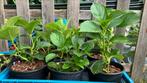 Hortensia verschillende soorten, Tuin en Terras, Ophalen of Verzenden