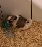 Shih tzu pupje, Dieren en Toebehoren, Honden | Chihuahua's en Gezelschapshonden, België, Overige rassen, CDV (hondenziekte), 8 tot 15 weken