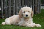 Prachtige goldendoodle pups (medium), Dieren en Toebehoren, Honden | Herdershonden en Veedrijvers, België, Overige rassen, CDV (hondenziekte)