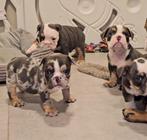 Engelse bulldog, Dieren en Toebehoren, Honden | Bulldogs, Pinschers en Molossers, België, Fokker | Hobbymatig, CDV (hondenziekte)
