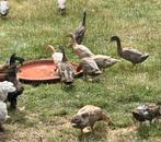 Loopeend, Plusieurs animaux, Canard