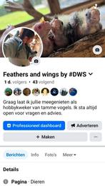 Kakariki tam, Dieren en Toebehoren, Meerdere dieren, Parkiet, Geringd