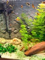 Platy jongen, Dieren en Toebehoren