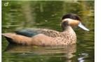Hottentottaling/siereend, Dieren en Toebehoren, Pluimvee, Meerdere dieren, Eend