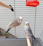 Très belle paire de perruche avec cage + accessoires, Animaux & Accessoires, Oiseaux | Perruches & Perroquets, Plusieurs animaux