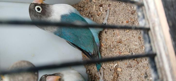 Verschillende personata.s te Koop ., Dieren en Toebehoren, Vogels | Parkieten en Papegaaien