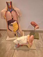 Modèles d'anatomie, torse, oreille et estomac, Antiquités & Art, Curiosités & Brocante, Envoi