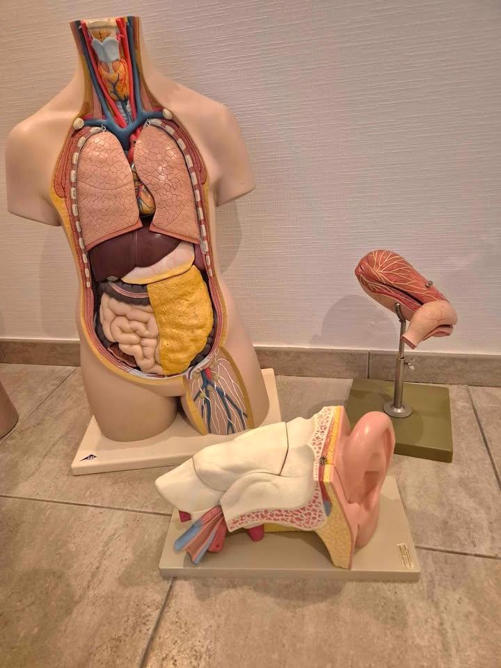 Modèles d'anatomie, torse, oreille et estomac, Antiquités & Art, Curiosités & Brocante, Envoi