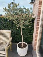 Olijfbomen, Enlèvement