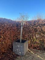 Plantenbak met rozelaar, Tuin en Terras, Bloembakken en Plantenbakken, Ophalen, Kunststof, Vierkant, Tuin