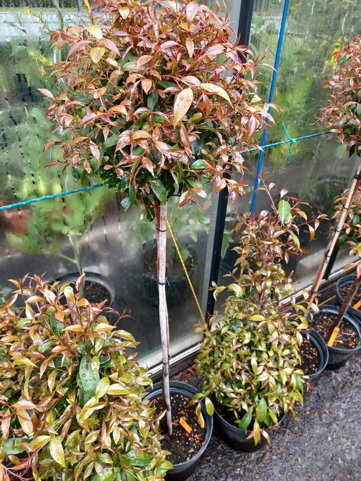 Eugenia myrtifolia - bol op stam, Tuin en Terras, Planten | Bomen, In pot, Ophalen