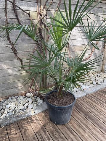 Winterharde Trachycarpus Fortunei