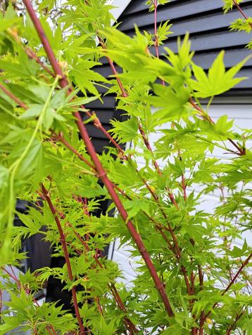 Acer palmatum Japanese Sunrise Japanse Esdoorn beschikbaar voor biedingen