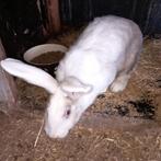 Duitse reus voedster, Dieren en Toebehoren, Konijnen, Vrouwelijk, Groot, Hangoor, 0 tot 2 jaar