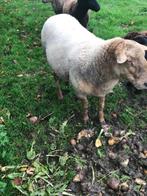 schaap ram te koop, Dieren en Toebehoren, Schapen, Geiten en Varkens, Mannelijk, Schaap, 3 tot 5 jaar