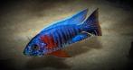 Aulonocara Stuartgranti Red Flush malawi cichliden, Vis, Zoetwatervis, Schoolvis