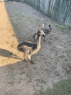 Emoe, Dieren en Toebehoren, Pluimvee, Geslacht onbekend, Overige soorten