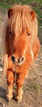 Shetlander, Dieren en Toebehoren, Hengst, 0 tot 2 jaar