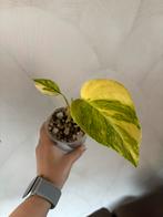Monstera Aurea, Huis en Inrichting, Overige soorten, Minder dan 100 cm, Groene kamerplant, Halfschaduw