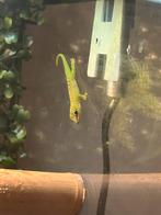 phelsuma grandis (reuzedaggecko, Dieren en Toebehoren