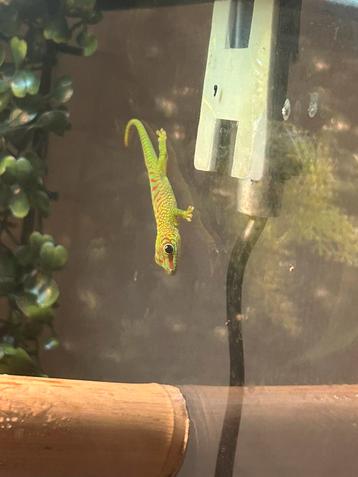 phelsuma grandis (reuzedaggecko beschikbaar voor biedingen