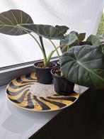 Alocasia regal shield, Huis en Inrichting, Kamerplanten, Ophalen