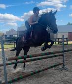 paarden, Dieren en Toebehoren, Paarden, Springpaard, Gechipt, Ruin, L