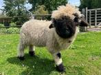 🐏  Walliser Schwarznase ram te ruil of te koop, Dieren en Toebehoren, Mannelijk, Schaap, 0 tot 2 jaar