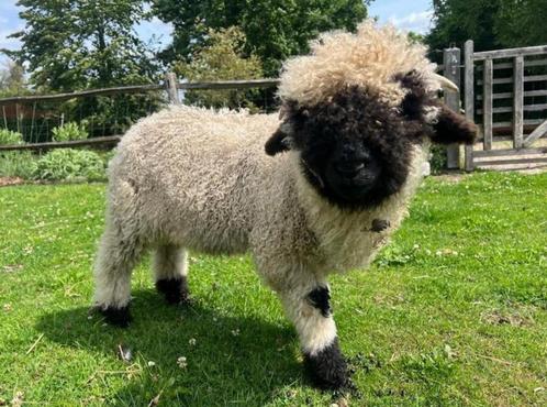 🐏  Walliser Schwarznase ram te ruil of te koop, Dieren en Toebehoren, Schapen, Geiten en Varkens, Schaap, Mannelijk, 0 tot 2 jaar