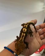 Cappuccino gecko a crete wimpergekko