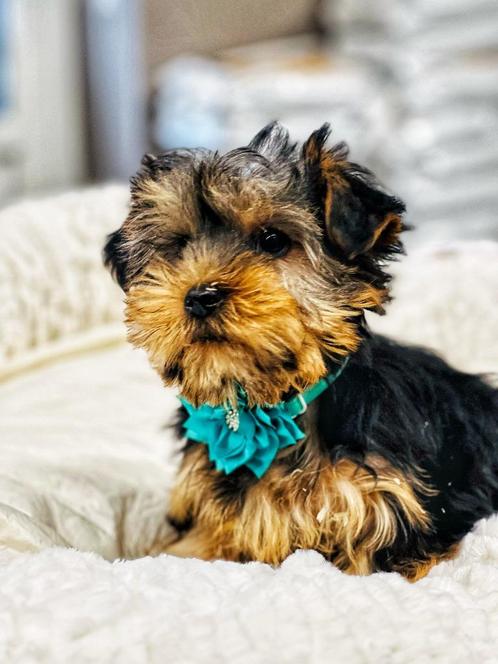 Belgische york-shire pupjes te koop, Dieren en Toebehoren, Honden | Jack Russells en Terriërs, Meerdere dieren, Yorkshire Terriër