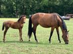 Fokmerries te koop, Dieren en Toebehoren, Paarden, Merrie, Z