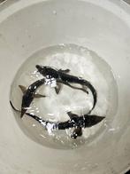 Nourriture esturgeon, Animaux & Accessoires, Enlèvement